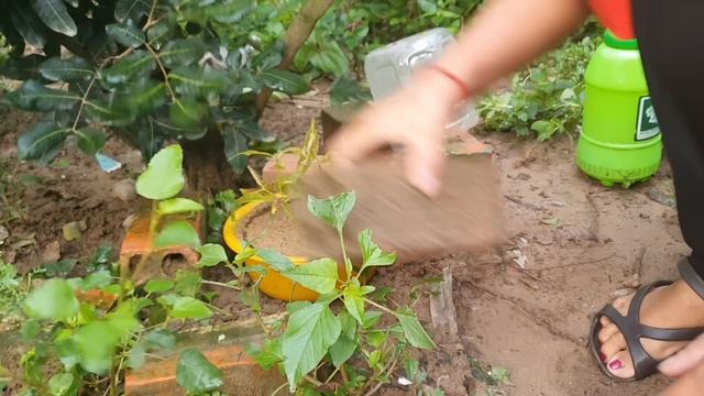 Java Plum Tree Growing Fast With Banana Fruit | How To Propagate Java Plum Tree смотреть онлайн
