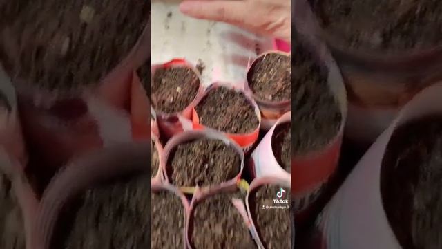 Приспособление для посадки посадки семян смотреть онлайн