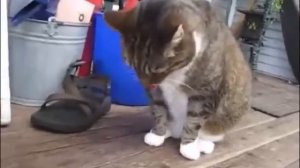 Рвота у кошки