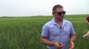 Выращивание полбы: День органического земледелия в «Био-хуторе Петровском»