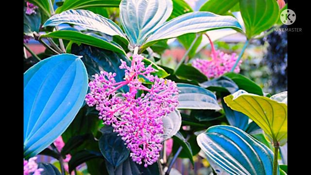 Medinilla Plant Care смотреть онлайн