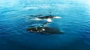 Удивительные факты о китах.