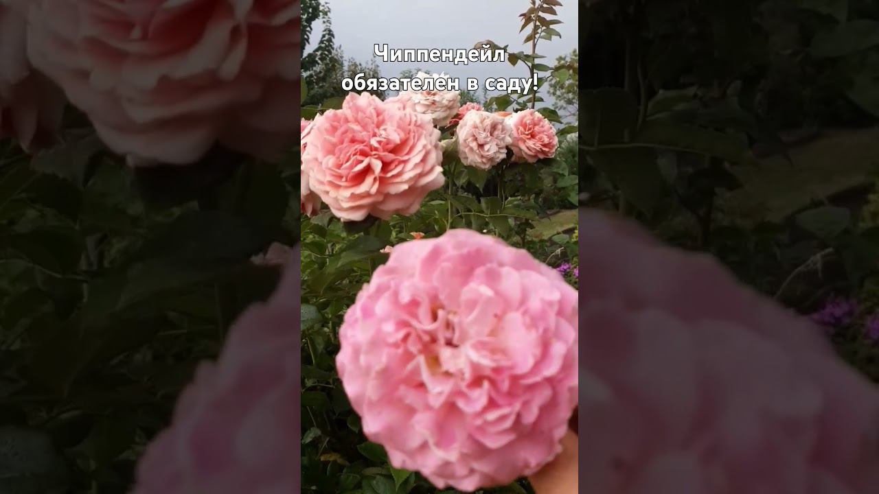 Чиппендейл обязателен в каждом саду! смотреть онлайн