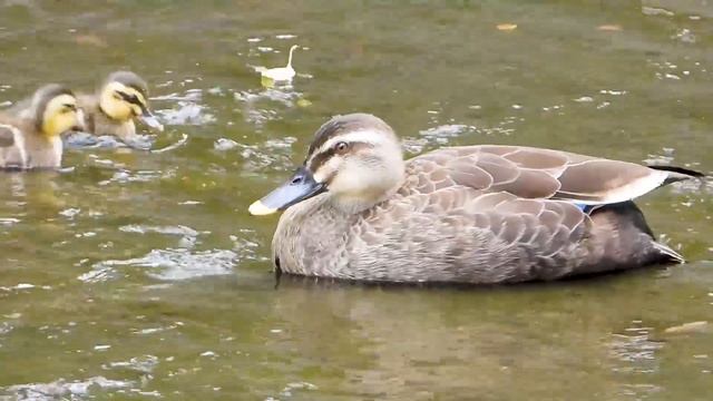 duck protecting baby [Duckling] mother's battle смотреть онлайн