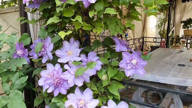 Клематис Countess of Lovelace (Кантес оф Лавлейс)🌸🌸🌸 смотреть онлайн