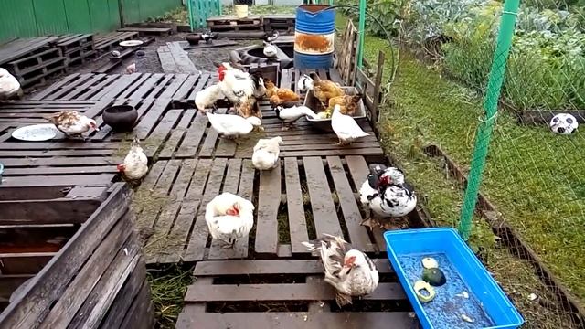 Краткий ликбез по мускусным уткам ответы на комментарии смотреть онлайн