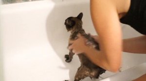 Как моют котов