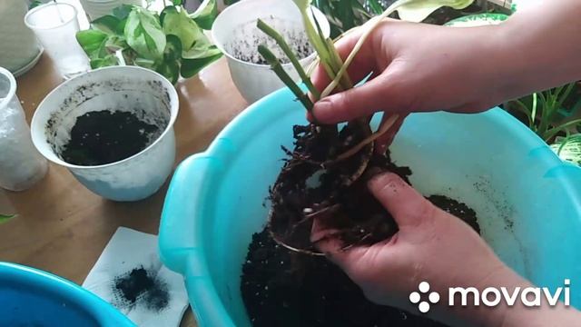 Комнатные цветы. Почему желтеют листья у растений ? Ищем причину . смотреть онлайн