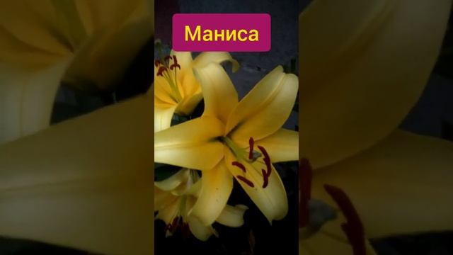 ⚫Лилии из Леруа | отзывы /результат | Как цветут лилии в саду | Пересорт ? смотреть онлайн