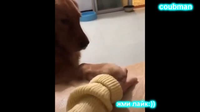 NEW NOVEMBER COUBS. Приколы ноябрь 2018 смотреть онлайн