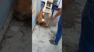 Питбуль загрыз собаку до смерти, очень жестоко