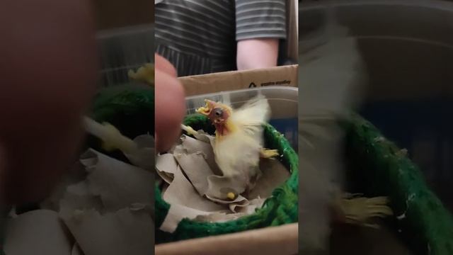 выкармливание птенца канареек