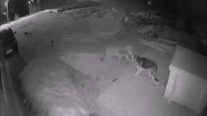 Волк нападает на немецкую овчарку.