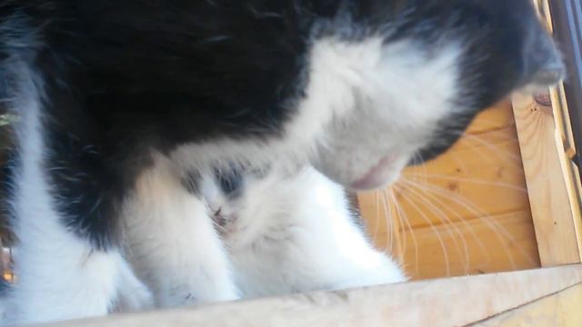 Голодный котенок