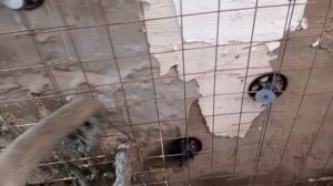 Самодельный Перистальтический насос для Полистеролбетона.