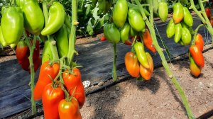 Алый Мустанг - проверенный сорт томатов