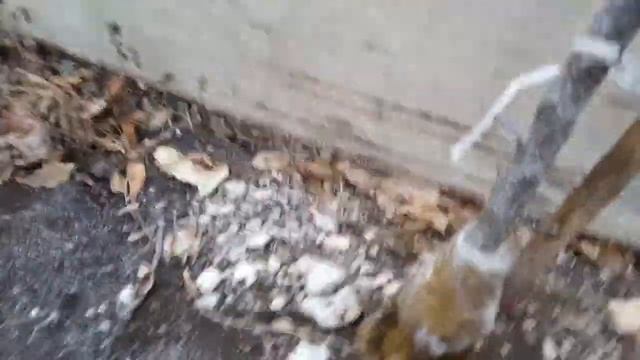 Защита корневой шейки абрикоса от выпревания. смотреть онлайн