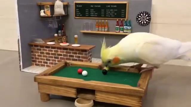 Birb Bar смотреть онлайн