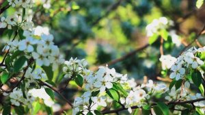 Цветущие дни весны. Цветущая весна | Футажи красивая природа [FullHD]