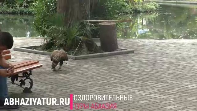 Оздоровительный отдых на море Абхазия. Животные в парке смотреть онлайн