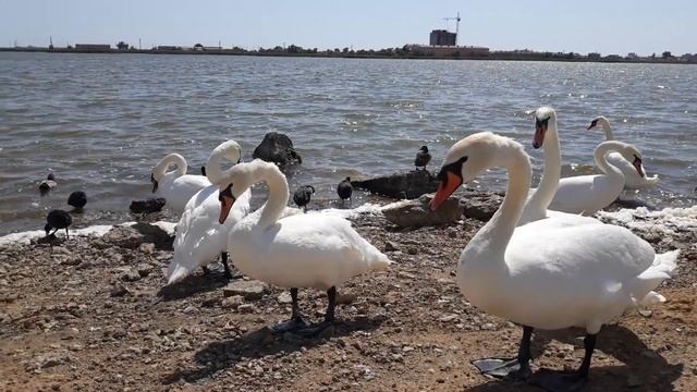 КРЫМ.ЕВПАТОРИЯ.июнь 2020 г. крымские ЛЕБЕДИ. смотреть онлайн