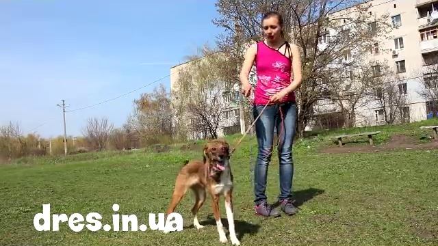 Часть 1 что делать если пес прыгает на вас? как отучить прыгать на людей? смотреть онлайн