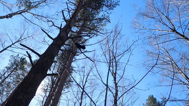 02.05.20г 2 чёрные дикие вороны чуть не за клевали меня ? сказать честно, было немного страшно ?? смотреть онлайн