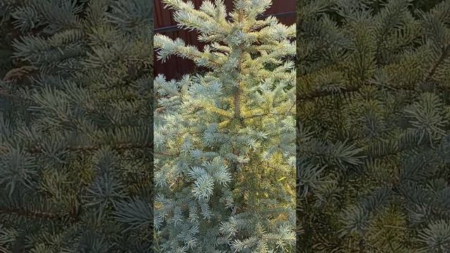 Spruce Silver | Ель Серебристая | Picea