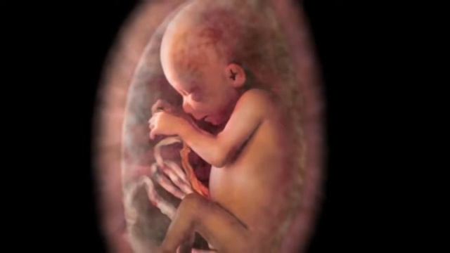 От зачатия до рождения (потрясающая визуализация) смотреть онлайн