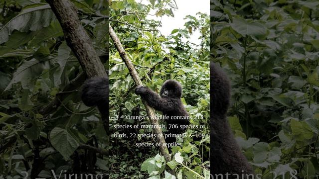 5 Facts About Virunga National Park смотреть онлайн