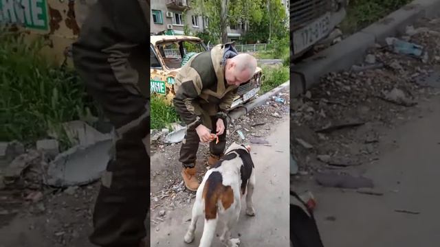 Животные Мариуполя страдают не меньше людей смотреть онлайн