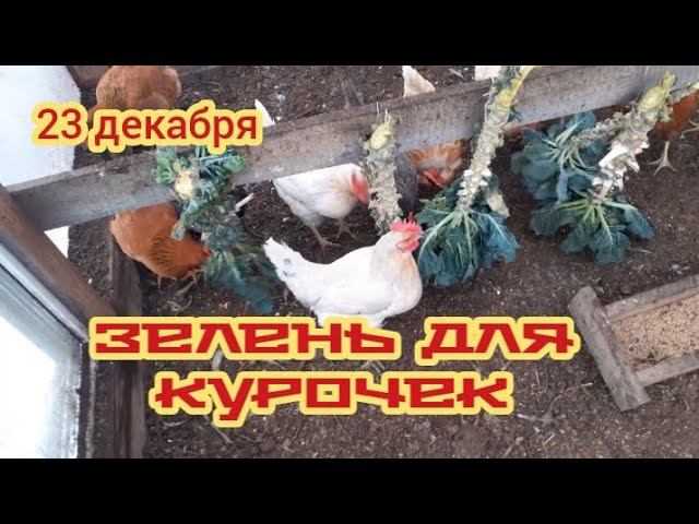 зелень для курочек... смотреть онлайн