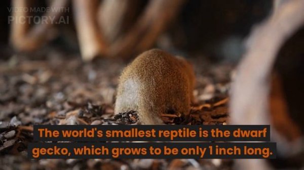 10 funny facts about the animal world
