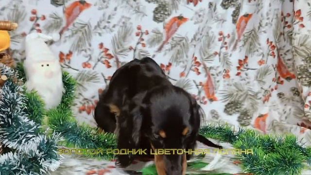Такса миниатюрная д/ш - Золотой Родник Цветочная Поляна смотреть онлайн