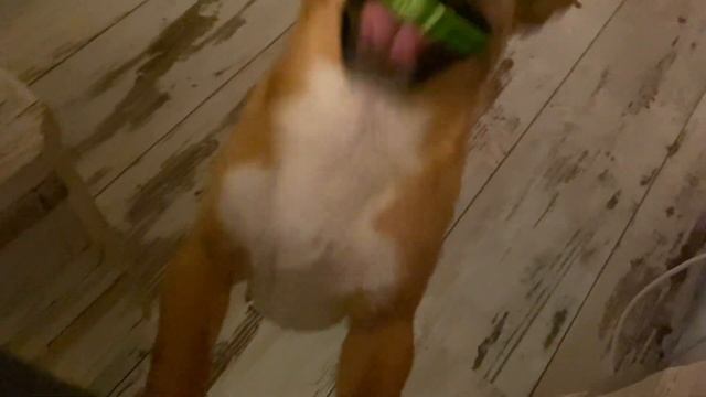 Собака отказывается есть из миски. Чихуахуа любитель комфорта #amydog смотреть онлайн