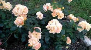 Роза "Ханзештадт росток". Лето 2021.