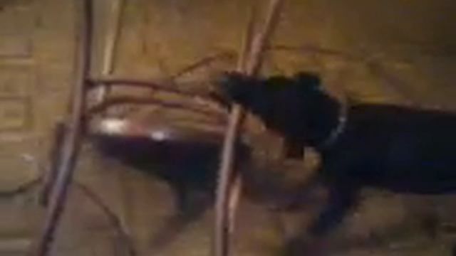 Ягдтерьер атакует !!!