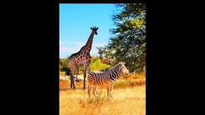 Высокий низкий. Учимся сравнивать.