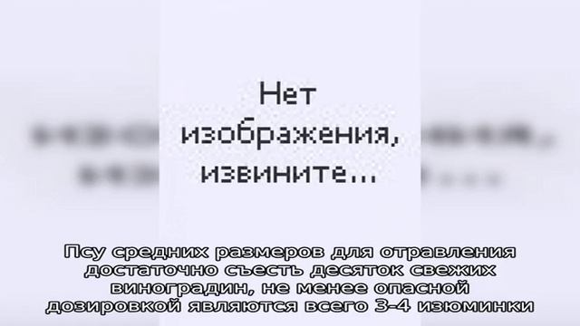 Можно ли собакам виноград смотреть онлайн