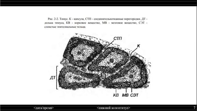 Тема 25 Органы иммуногенеза и кроветворения смотреть онлайн