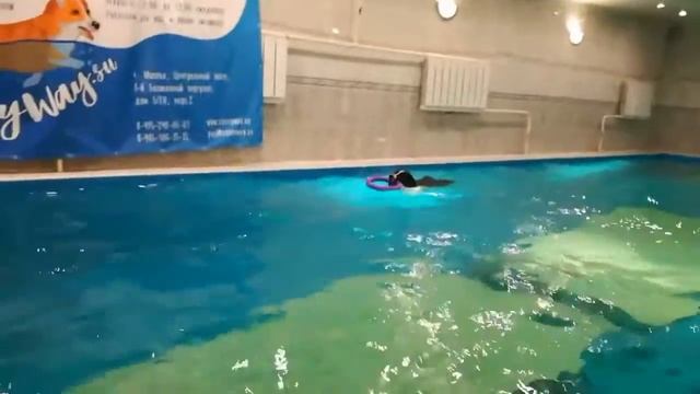 Бассейн Sannyway 12.03.2017