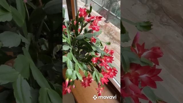 Мой красный Декабрист цветет. смотреть онлайн