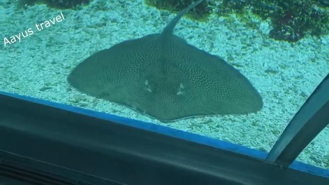 Dubai Mall Aquarium & Underwater Zoo смотреть онлайн