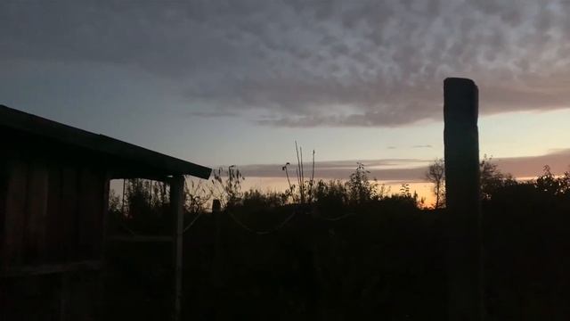 Домашняя дикая утка на развод смотреть онлайн