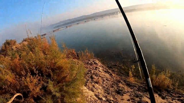 РЫБАЛКА НА САЗАНА 04.11.2023. РЕКА СЫРДАРЬЯ. БАЛИК ОВИ СИРДАРЁ. #рыбалкавузбекистане #fishing смотреть онлайн