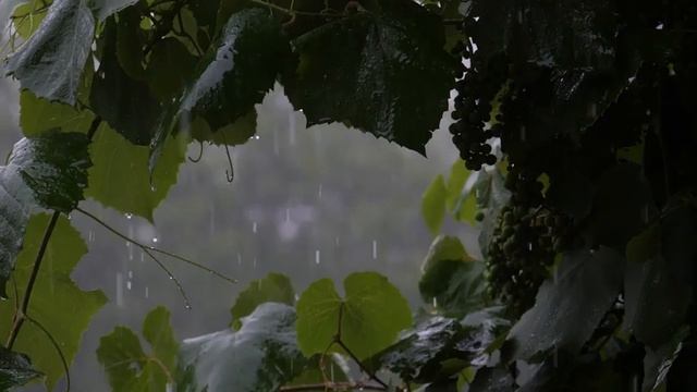 Beautiful relaxing rain music-Красивая расслабляющая музыка дождя смотреть онлайн