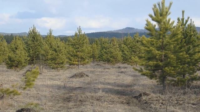 Сосновые почки  состав  ! Применение  в народной медицине !