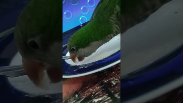 Попугай облизывает сметану с тарелки