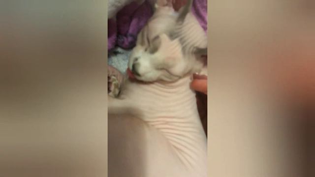 Сфинкс показывает язык ### смотреть онлайн