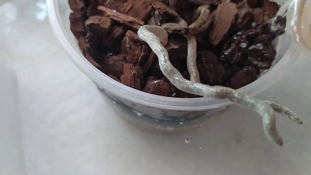 Полив моих орхидей. смотреть онлайн